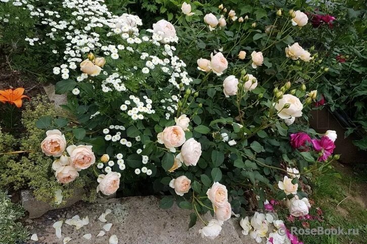 роза джуд обскур (шраб). роза джуд зе обскур. джуд де обскуре роза энциклопедия роз. джуд де обсьюре роза. роза джуд обскур (шраб).