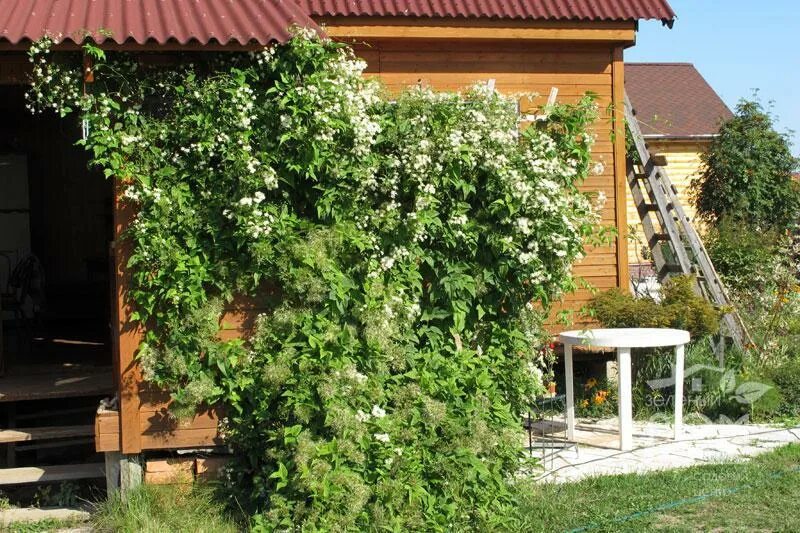 Саженцы ежевики безшипной купить в Саранске Товары для дома и дачи Авито