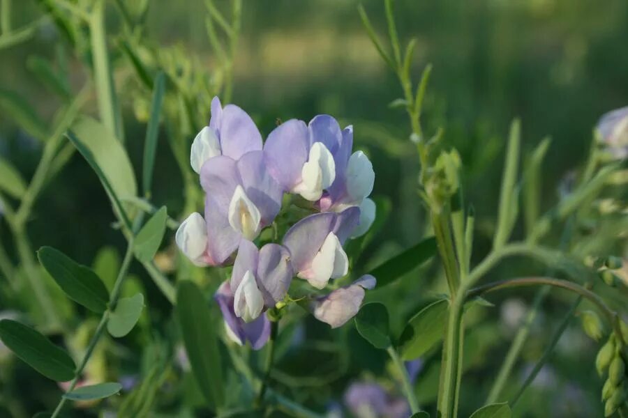 Чина ю. Чина Болотная. Чина Крылова - Lathyrus krylovii. Чина киноварная. Чина гменила.