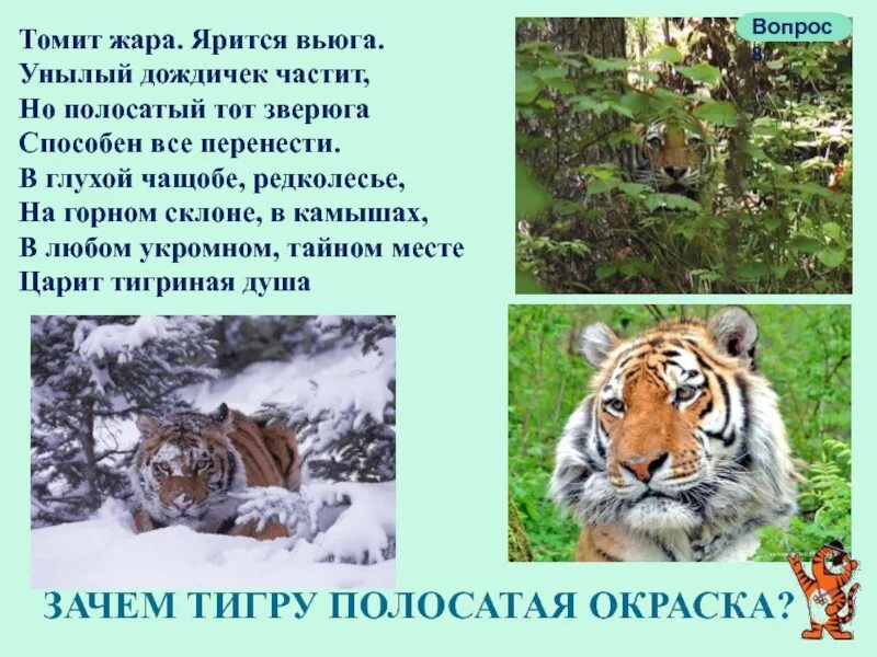 Придумай свои вопросы типа почему тигр полосатый. Почему у тигров такая окраска. интерактивная игра тигриные секреты буклет.