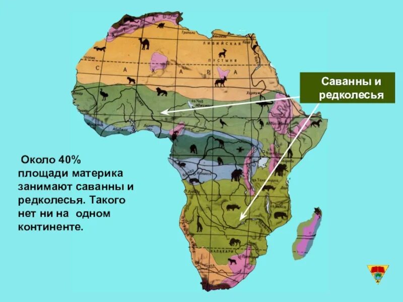 Зона саванн и редколесий в Африке на карте. Географическое положение зоны редколесья Африки. Природные зоны Африки Саванна географическое положение. Саванна на карте Африки. Природная зона занимающая 40 материка