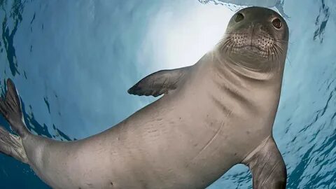 Seal перевод