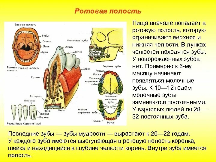 Ротовая полость продукт. Строение зуба. Строение ротовой полости и зубов.