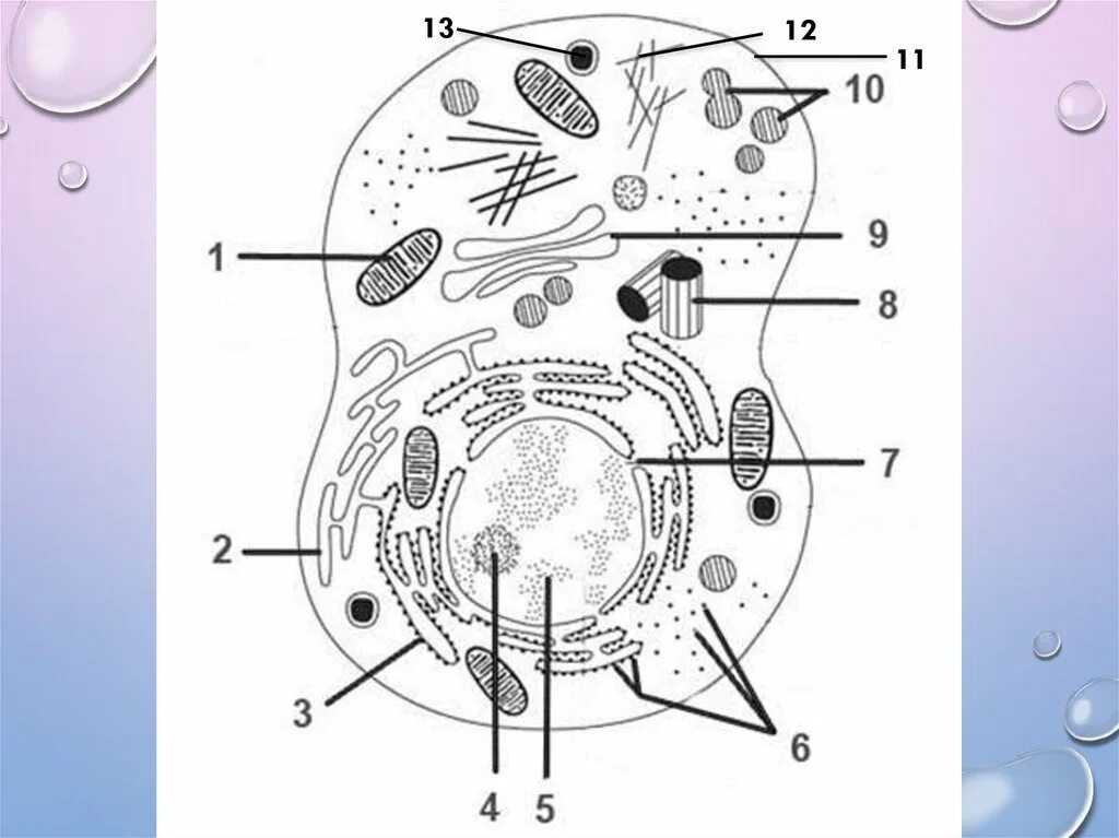 Обозначьте органоиды клетки изображенные на рисунке
