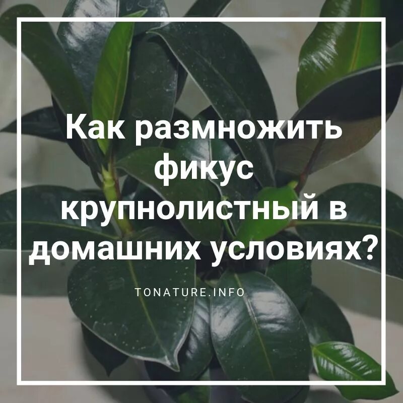 Фикус размножение листом. Фикус крупнолистный размножение. Фикус как размножить в домашних условиях. Фикус размножение листом в домашних. Как размножить фикус в домашних листьями