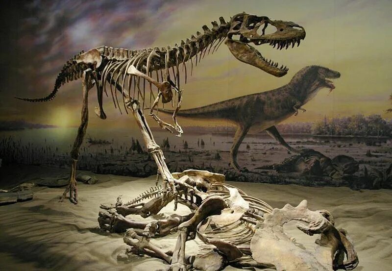 Вымершая древность 6. Альбертозавр. Альбертозавр скелет. Альбертозавр 3д. Альбертозавр динозавр.