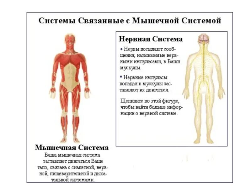 Строение нервно-мышечной системы. Нервно мышечная система кратко. Мышечная и нервная система человека строение