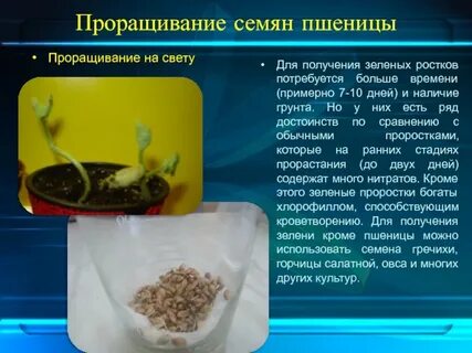 Экспериментатор измельчил семена