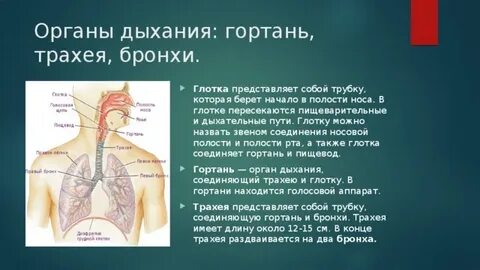 Орган дыхания трахея