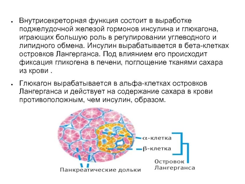 Какой орган вырабатывает инсулин в организме