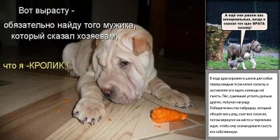 анекдоты про собак смешные