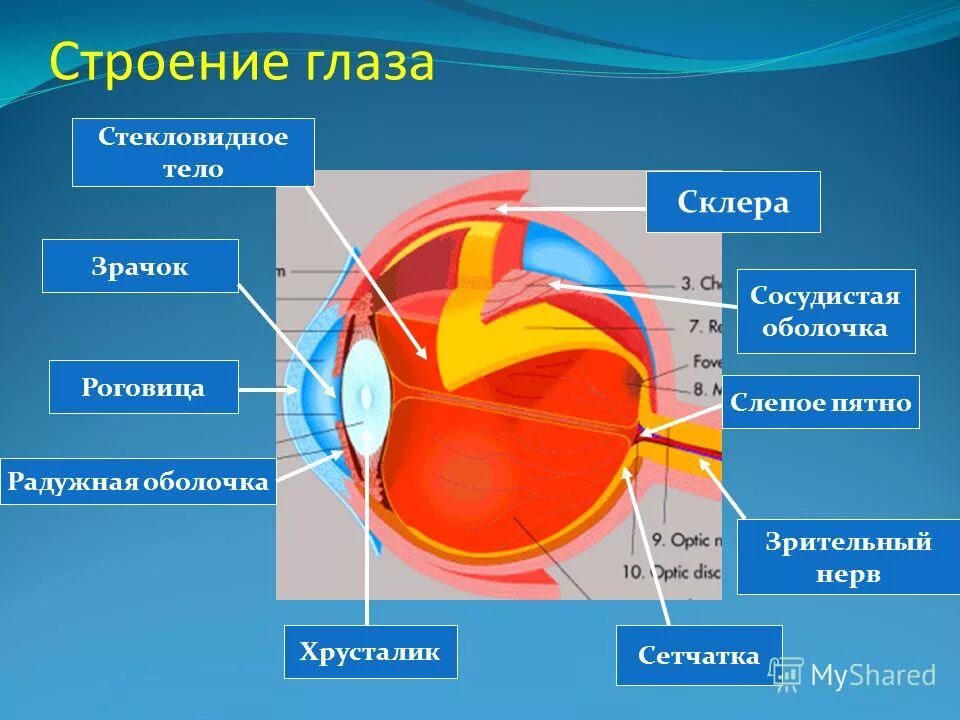 Склера сетчатка слепое