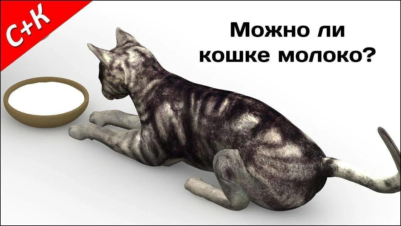 Можно ли кошкам. Можно кошкам молоко. Кошкам нельзя молоко. Почему кошкам нельзя давать молоко. Кошкам молоко вредно.