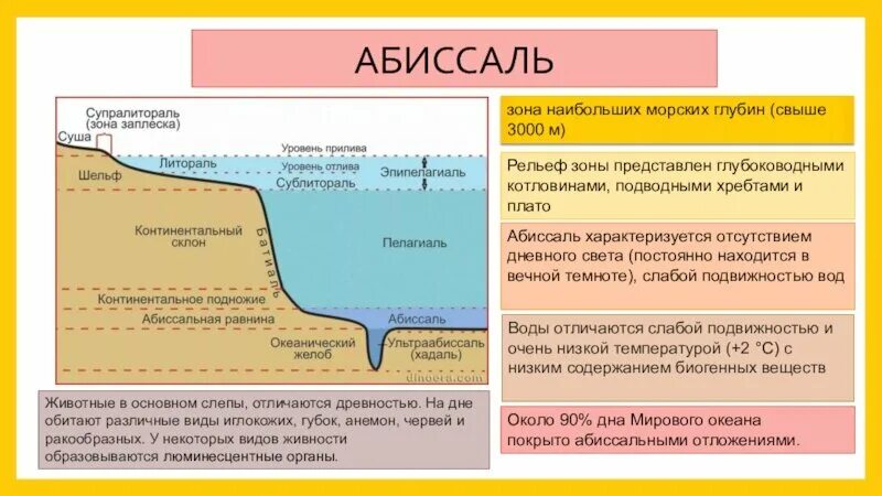 Литораль Батиаль абиссаль. Абиссальная зона. Зоны мирового океана. Экологические зоны мирового океана схема.