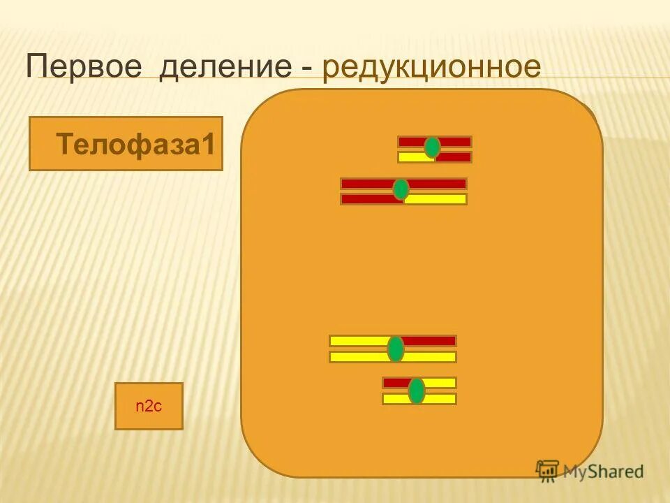 образование половых клеток. задание по математике задачи с ответами. двух следующих друг за другом деления. деление с остатком. двух следующих друг за другом деления.