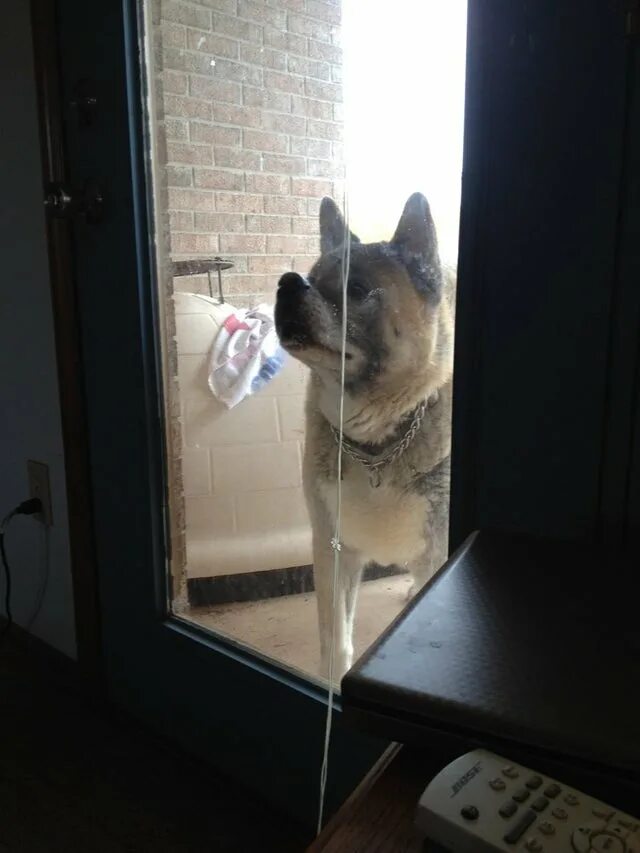 Собака стучит в дверь. Собака носом в стекло. Собака за стеклом. Носом в стекло кот. Собака уткнулась носом в стекло.