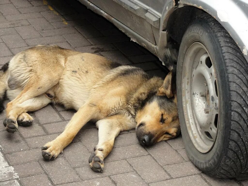 Бездомные собаки калининград. Безнадзорные собаки. Калининград приют для собак тимвилль. Чипирование бездомных животных. Чипирование бродячих собак.