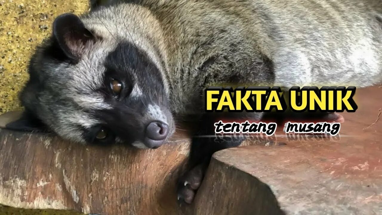 Парк Животных