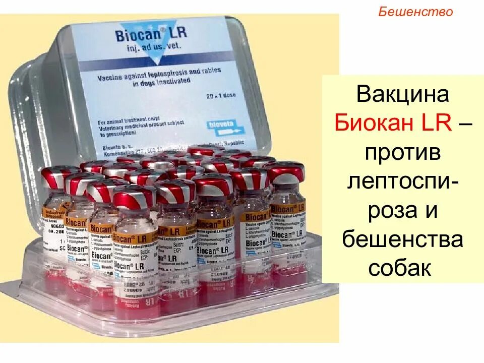 Вакцина rabies. Биокан вакцина. Биокан вакцина для кошек. Биокан вакцина для щенков. Биокан LR R вакцина для собак.