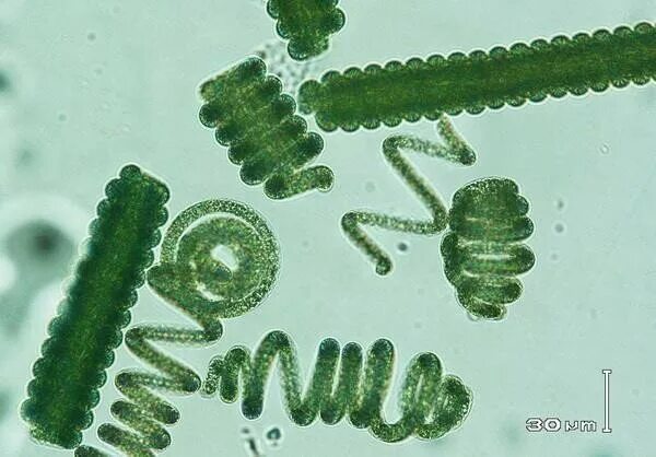 Микроводоросли биотопливо. Фотосинтезирующие цианобактерии. Спирулина (spirulina) под микроскопом. Носток цианобактерия. Цианобактерии архейской эры.