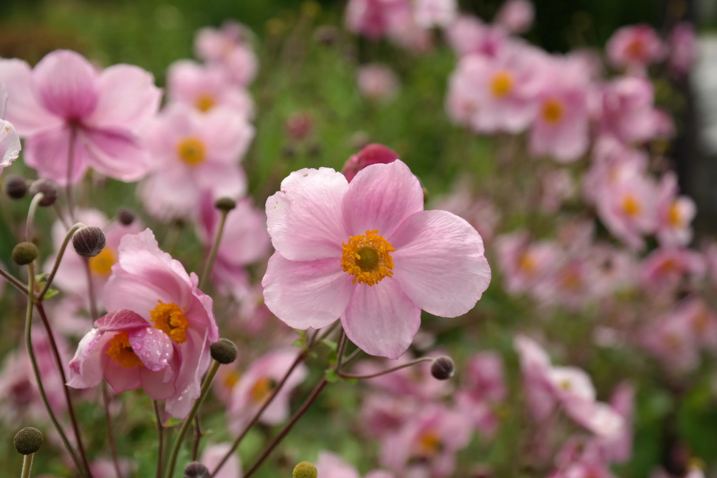 Садовые цветы розового цвета. Анемона японская 'Honorine Jobert'. Анемона Anemone “Pink Delight”. Ветреница хубэйская. Анемона Andrea Atkinson.