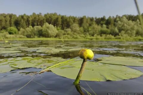 Растения реки волги 4 класс