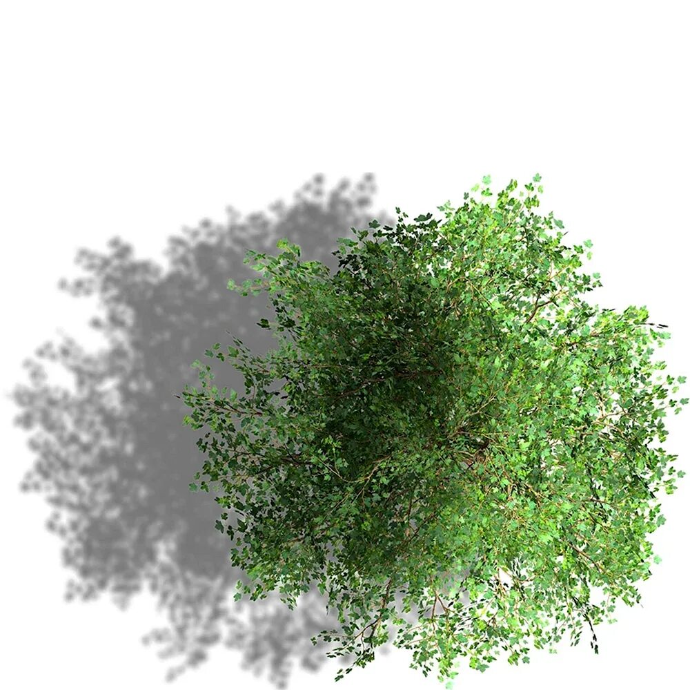 C dth e