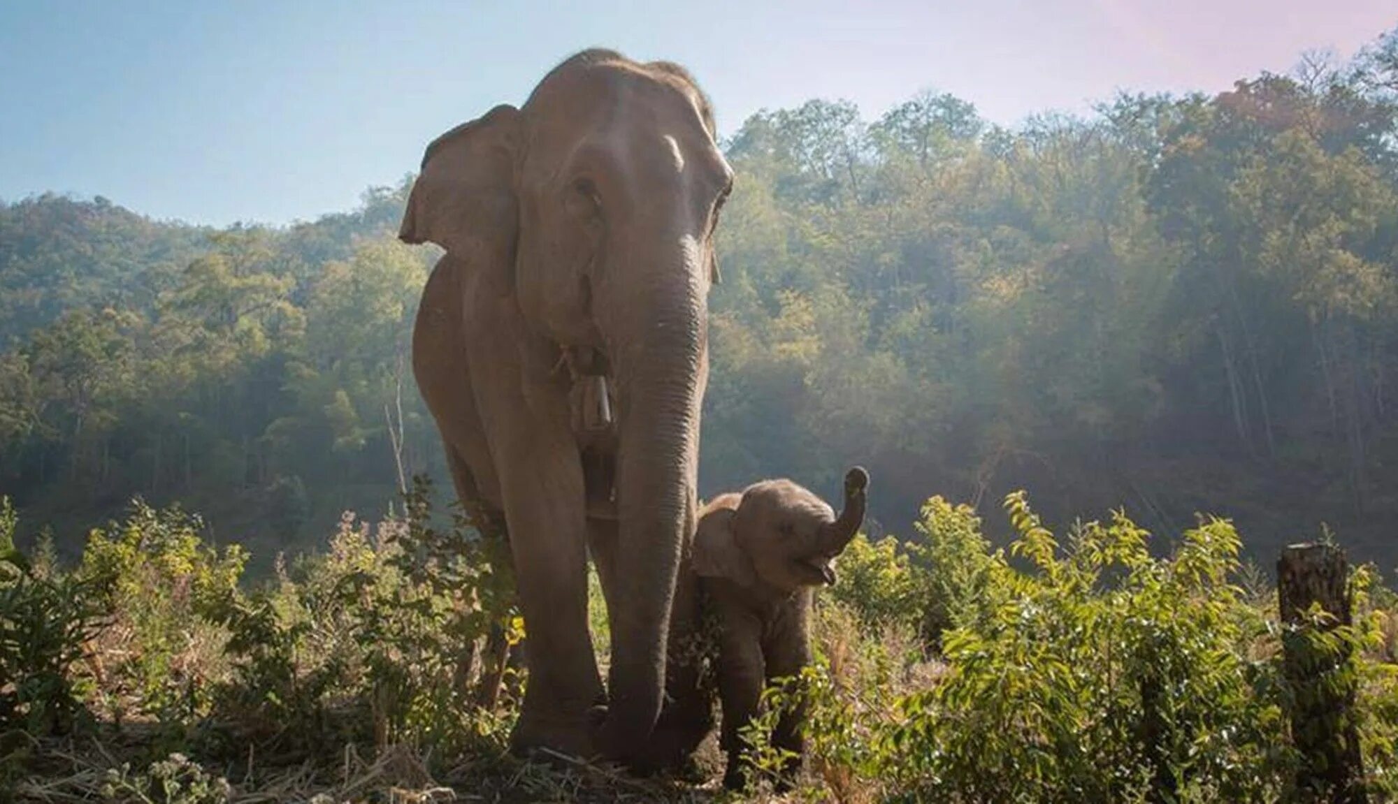 Elephant Rave. Elephant Castle Thailand. Help Wild animals рассказ Elephants.