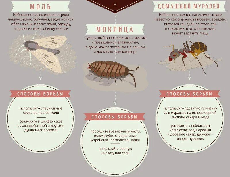 Средство от мокриц в квартире. Название домашних насекомых. Средство от мокриц в квартире народными средствами. Средство для избавления от мокриц в квартире. Средство от мокриц в ванной.