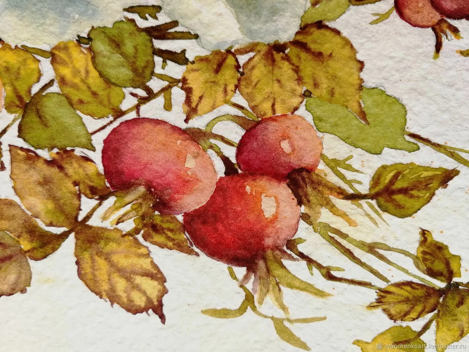 Шиповник акварель. Шиповник ботаническая акварель. Цветы шиповника акварель. Ботаническая живопись шиповник. Розовый шиповник акварель.
