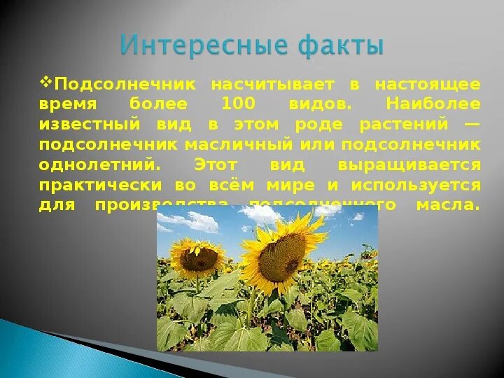 Подсолнечник информация. Подсолнечник презентация. Информация о подсолнухе. Описание подсолнуха.