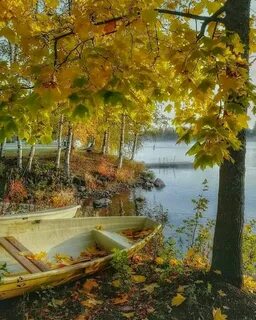 Осень листья разбросала