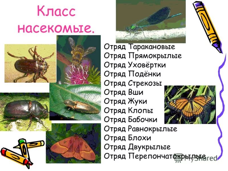 Класс насекомые. Представители класса насекомые. Класс насекомые отряды.