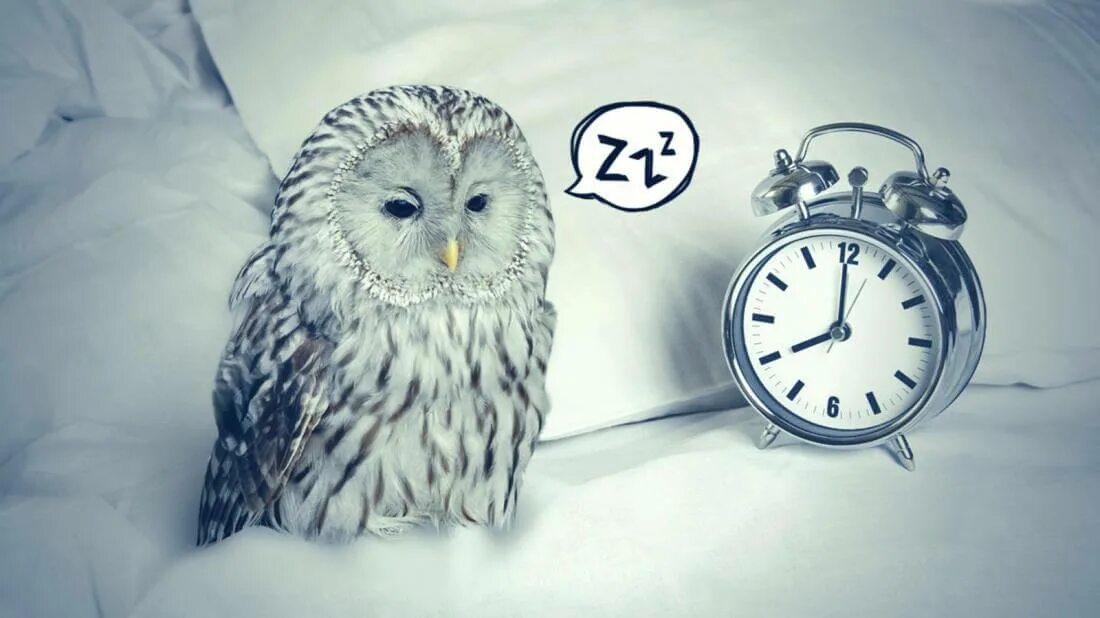 Сова тип человека. Хронотипы. Жаворонки совы и голуби хронотипы человека. Хронотип сова характеристика. Сова тип человека.