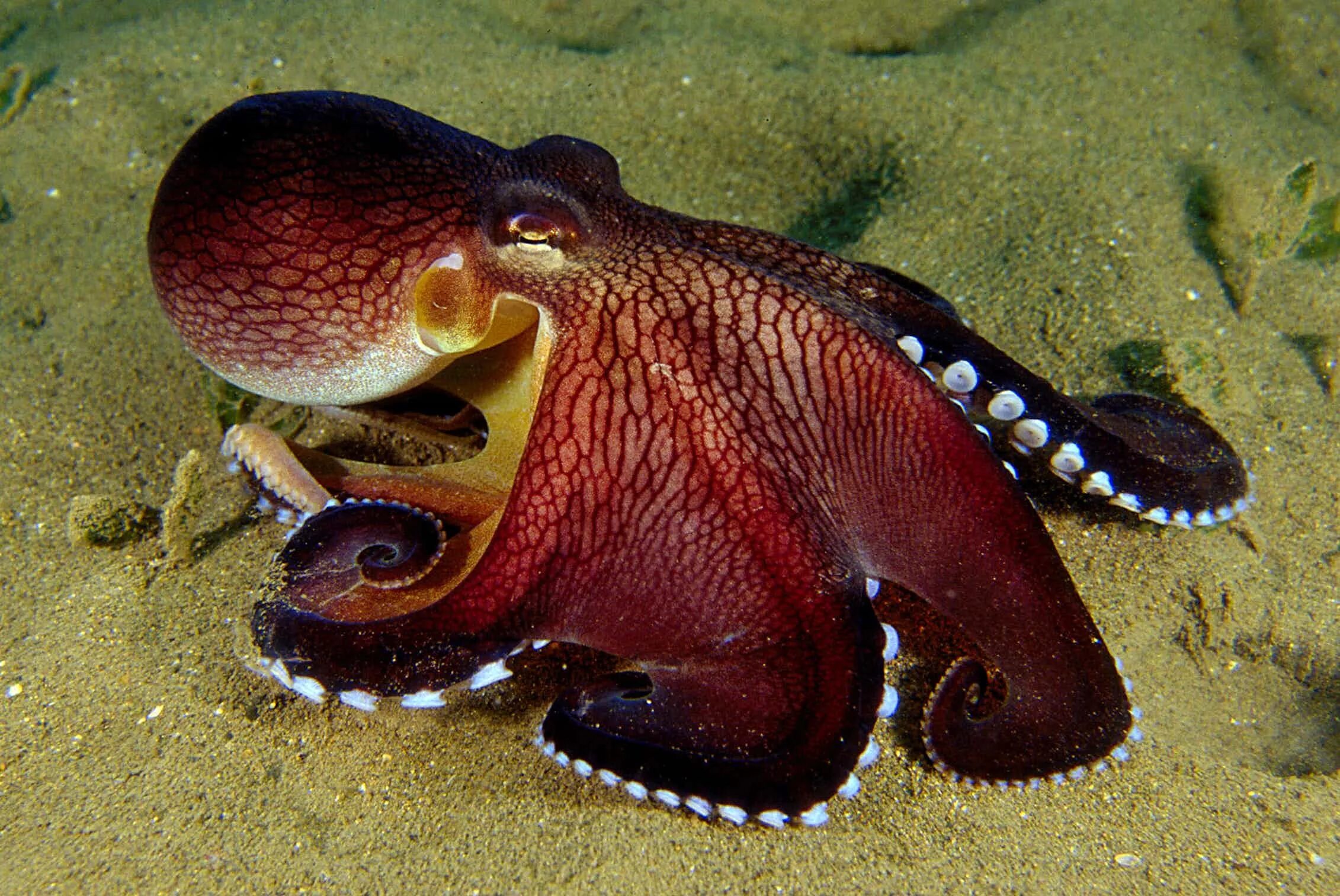 Головоногая рыба. Amphioctopus marginatus. Спрут головоногий моллюск. Двужаберные головоногие. Синекольчатый осьминог.