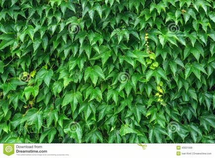 Photo about Texture of ivy leaves closeup. 