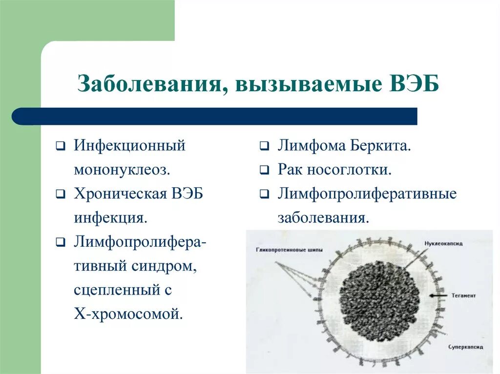 Нарушение свертывающей системы крови. Болезни вызываемые менингококками. Антигенная структура вируса эпштейн-барра включает. Кишечная палочка инфекция симптомы. Нарушение в системе свертываемости крови.