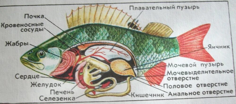 Плавательный пузырь щуки. Строение внутренних органов рыбы. Рыба строение внутренних органов рисунок. Внутреннее строение рыбы схема. Внутреннее строение костной рыбы.