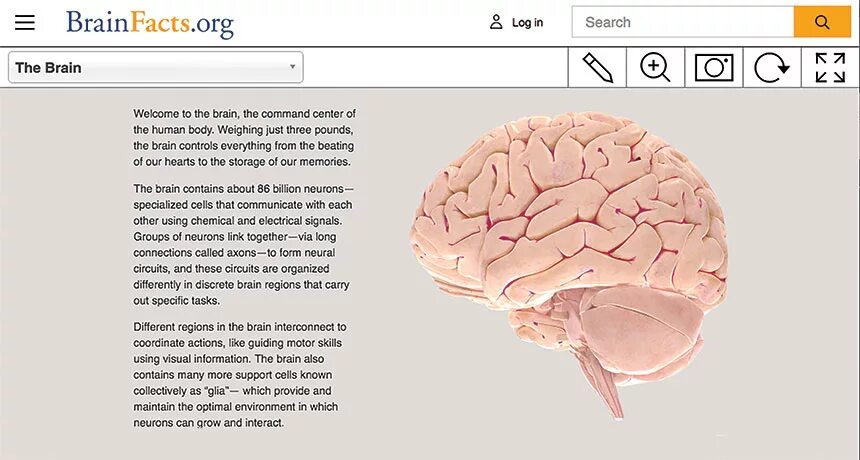 На сколько изучен мозг. Brain May pick.