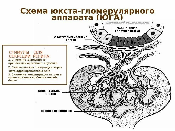 Артериолы клубочка