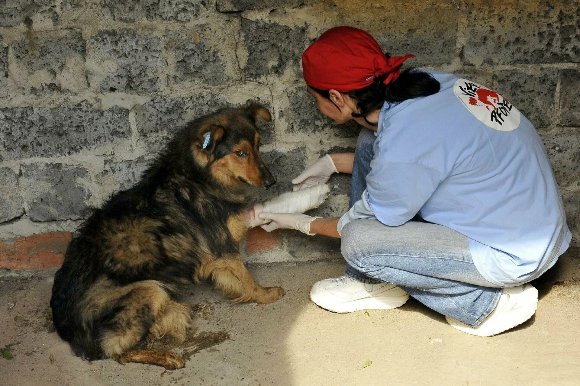Оказание медицинской помощи животному. Бездомные животные. Сострадание к животным. Бездомные животные и человек. Спасение бездомных животных.