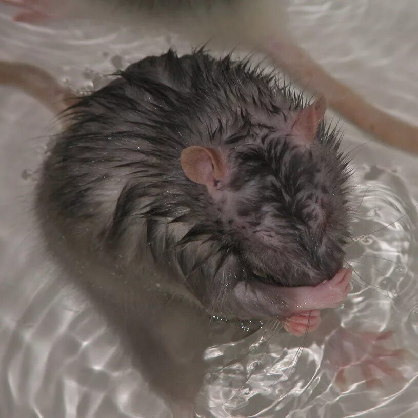 Мышь в ванне. Мышка купается.