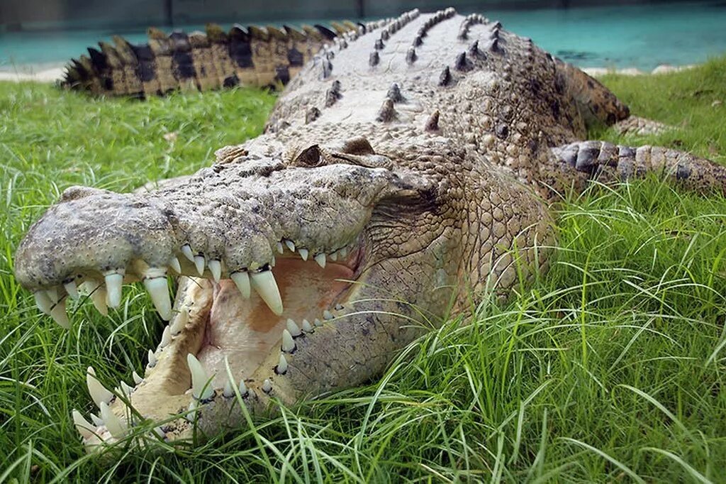 10 самых больших животных. Гребнистый крокодил. Нильский и гребнистый крокодил. Морской гребнистый крокодил. Австралийский гребнистый крокодил.
