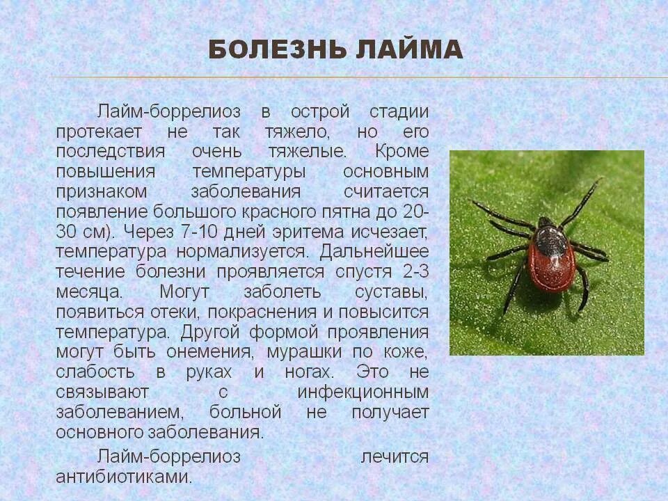 Клещевой энцефалит укус клеща. Лечение баралелез клещей. Диагноз иксодовый клещевой боррелиоз. Клещевой боррелиоз синдромы заболевания. Иксодовый клещевой боррелиоз диагностика.