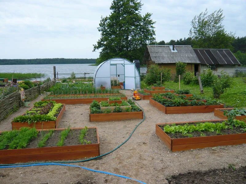 Купить огород участок. Теплица в огороде. Ухоженный огород. Дачный домик с огородом. Планировка огорода.