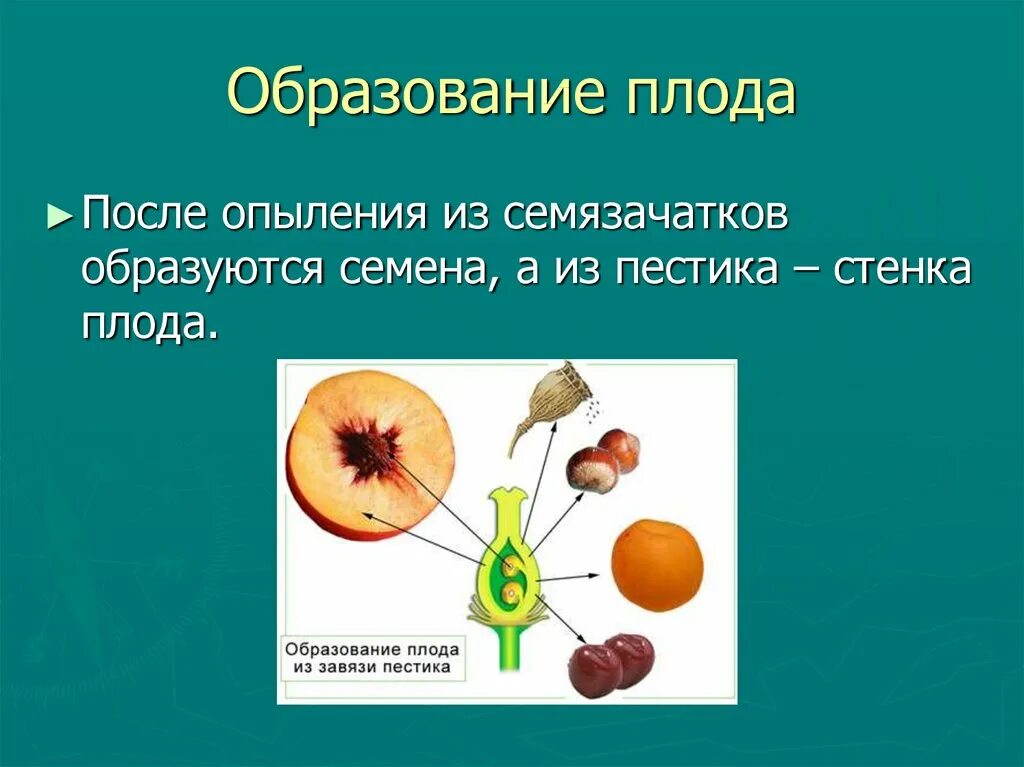 Из которого впоследствии образуются плоды с семенами. Образование семян и плодов 6 класс биология. Плод и его строение. Образование плода растений. Как образуется плод.