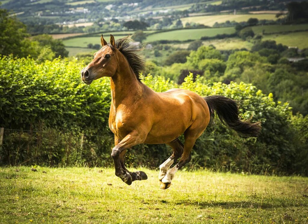 0 horses. Золотой Мустанг лошадь. Красивые лошадки. Лошадь бежит. Красивый конь.
