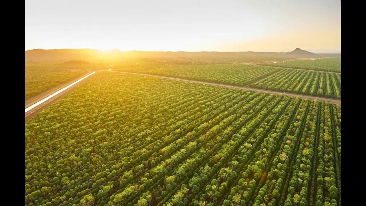 Tegridy Farms баннер. Agro Fruit Trees HD. Israel fields. A growing country