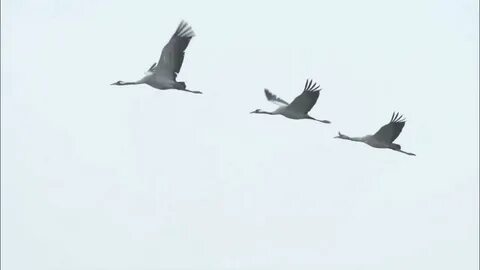 Журавли улетают в небо песня слушать