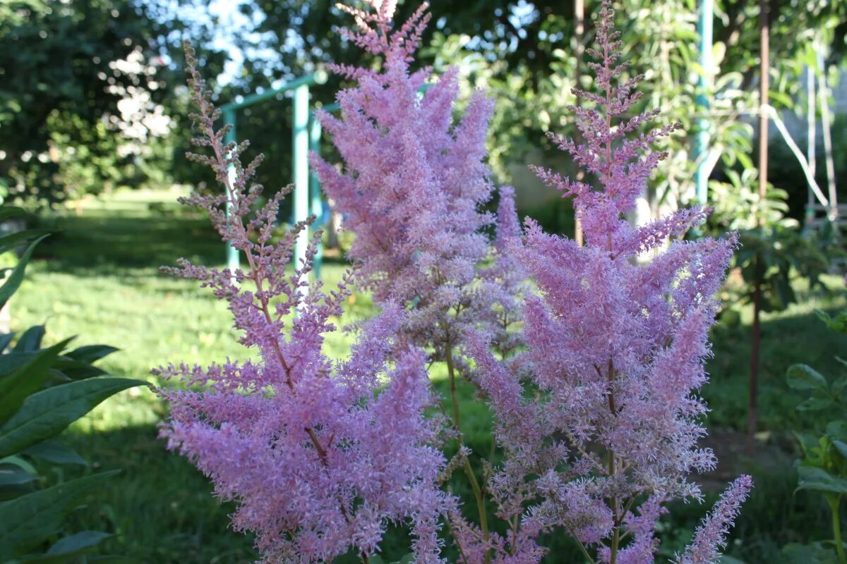 Астильба когда цветет. Астильба Давида Astilbe davidii. Астильба Лавандер. Астильба Арендса аметист. Астильба Лавандовая.